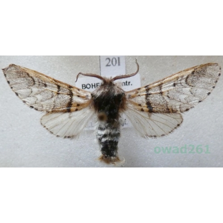 Furcula bifida (Brahm, 1787) male Widłogonka dwojaczka, Leszczotka dwojaczka Czech20l